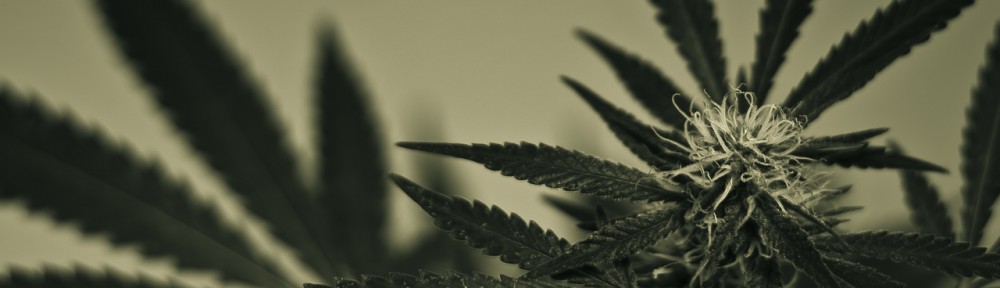 semi di cannabis